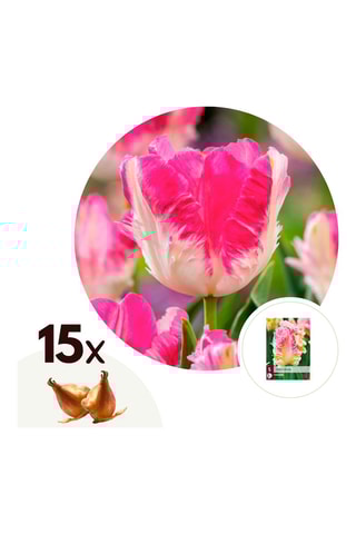 15 tulipas Cabanna Altura entregue 15 cm