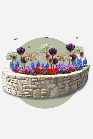 80 bolbos Happy Bee Altura entregue 30 cm