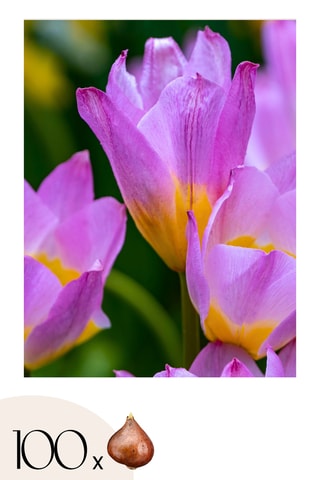 100 Tulipa Bakeri Lilac Wonder Altura entregue 20 cm