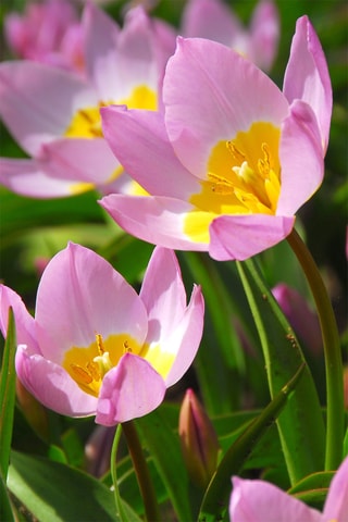 100 Tulipa Bakeri Lilac Wonder Altura entregue 20 cm