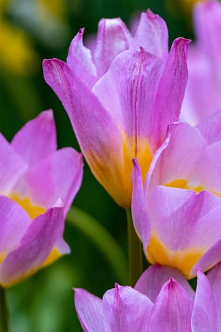 100 Tulipa Bakeri Lilac Wonder Altura entregue 20 cm