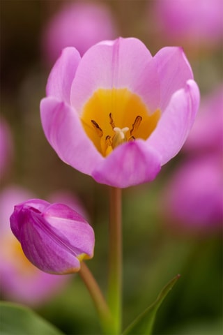 100 Tulipa Bakeri Lilac Wonder Altura entregue 20 cm