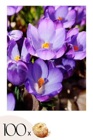 100 crocus Ruby Giant Altura entregue 20 cm