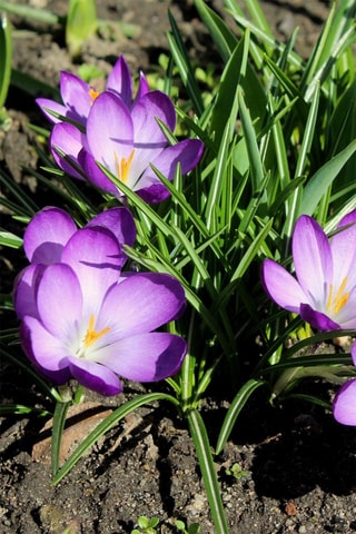 100 crocus Ruby Giant Altura entregue 20 cm