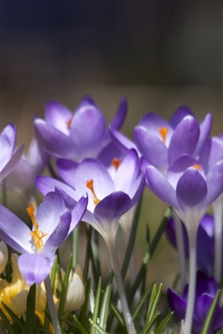 100 crocus Ruby Giant Altura entregue 20 cm