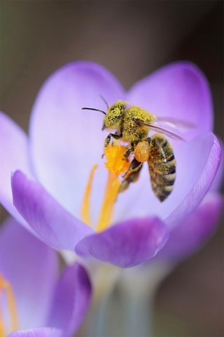 100 crocus Ruby Giant Altura entregue 20 cm