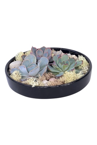 Echeveria Garden Altura entregue 8 cm