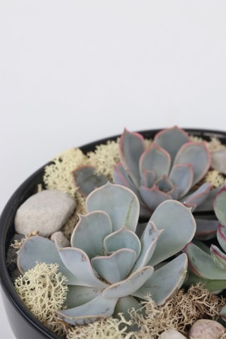 Echeveria Garden Altura entregue 8 cm