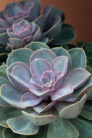 Echeveria Garden Altura entregue 8 cm