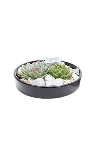 Echeveria Garden Altura entregue 8 cm