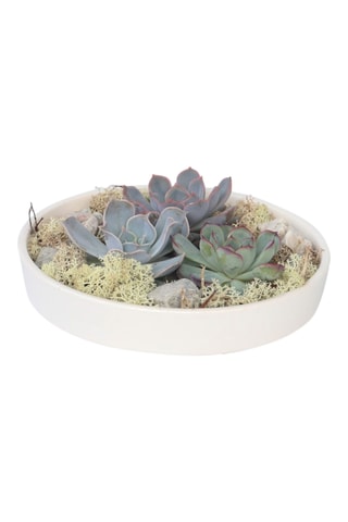 Echeveria Garden Altura entregue 8 cm