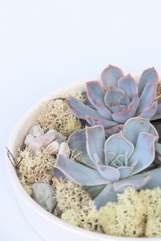 Echeveria Garden Altura entregue 8 cm