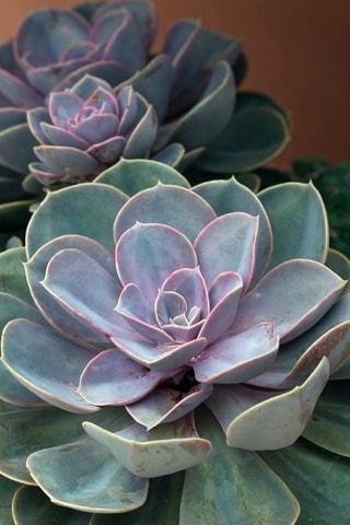 Echeveria Garden Altura entregue 8 cm