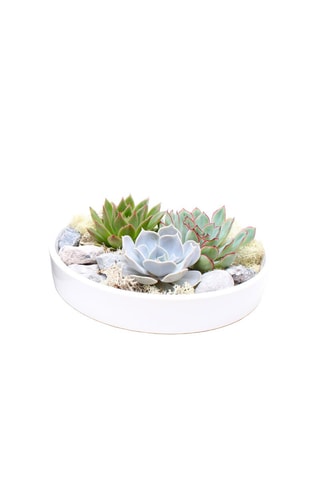 Echeveria Garden Altura entregue 8 cm
