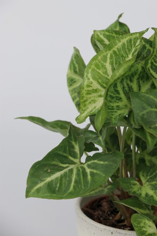 2 Syngonium podophyllum Pixie Altura entregue 25-40 cm