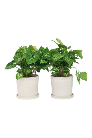 2 Syngonium podophyllum Pixie Altura entregue 25-40 cm