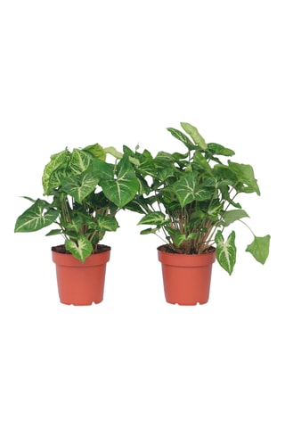 2 Syngonium podophyllum Pixie Altura entregue 25-40 cm