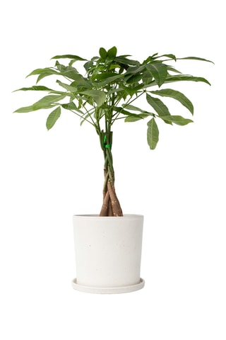 Pachira "Money Tree" Altura entregue 60-70 cm