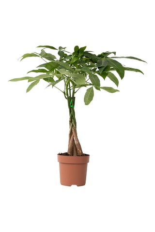 Pachira "Money Tree" Altura entregue 60-70 cm
