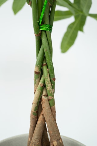 Pachira "Money Tree" Altura entregue 60-70 cm