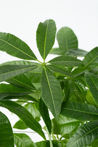 Pachira "Money Tree" Altura entregue 60-70 cm