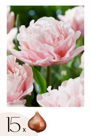 15 Tulipa Dreamer Hauteur livrée 15 cm