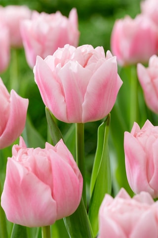 15 Tulipa Dreamer Hauteur livrée 15 cm