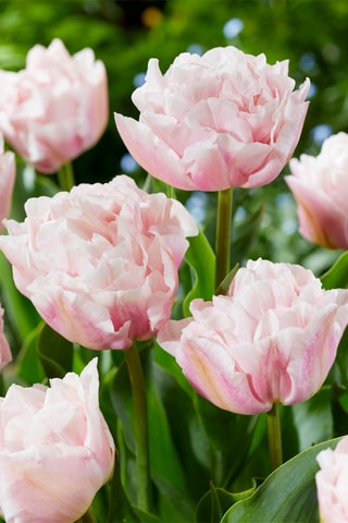 15 Tulipa Dreamer Hauteur livrée 15 cm