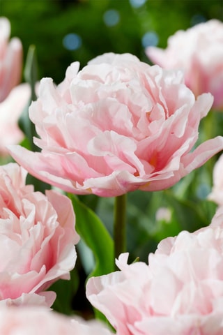 15 Tulipa Dreamer Hauteur livrée 15 cm