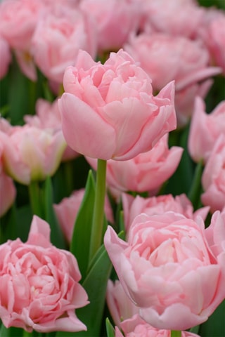 15 Tulipa Dreamer Hauteur livrée 15 cm