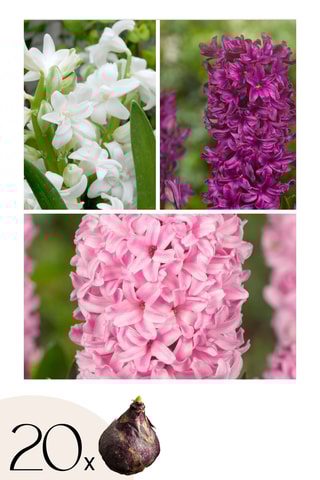 20 Jacinto Hyacinthus Pastel Altura entregue 15 cm