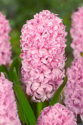 20 Jacinto Hyacinthus Pastel Altura entregue 15 cm