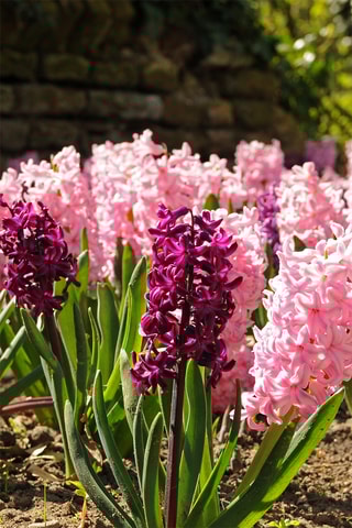 20 Jacinto Hyacinthus Pastel Altura entregue 15 cm