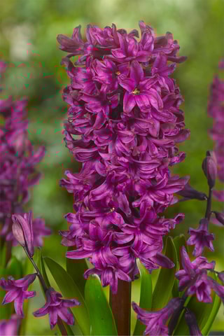 20 Jacinto Hyacinthus Pastel Altura entregue 15 cm
