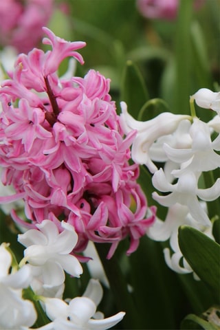 20 Jacinto Hyacinthus Pastel Altura entregue 15 cm