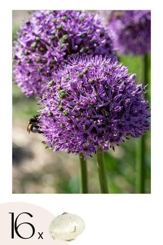 Alho Ornamental Gladiator 16 Allium Gladiator Altura entregue 20 cm