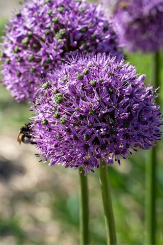 Alho Ornamental Gladiator 16 Allium Gladiator Altura entregue 20 cm