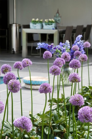 Alho Ornamental Gladiator 16 Allium Gladiator Altura entregue 20 cm