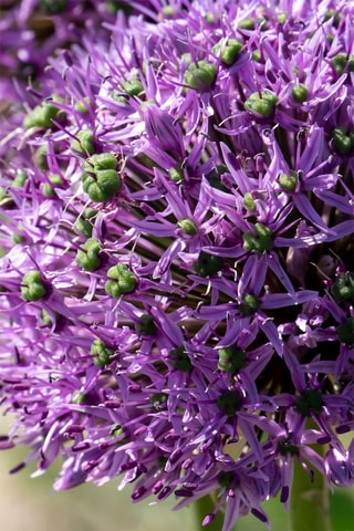 Alho Ornamental Gladiator 16 Allium Gladiator Altura entregue 20 cm