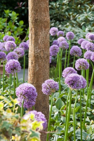 Alho Ornamental Gladiator 16 Allium Gladiator Altura entregue 20 cm