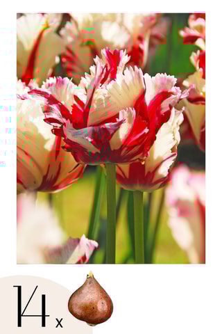 14 bulbes de tulipe