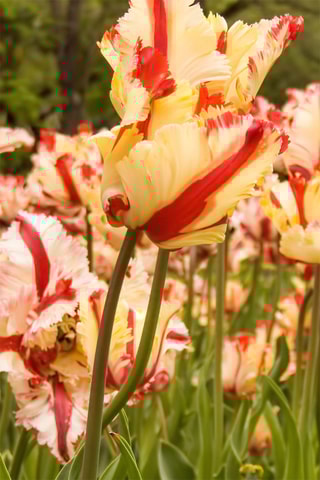 14 bulbes de tulipe