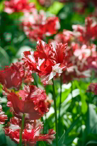 14 bulbes de tulipe