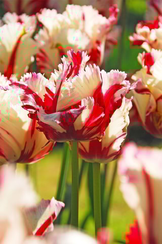 14 bulbes de tulipe