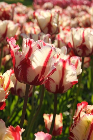 14 bulbes de tulipe