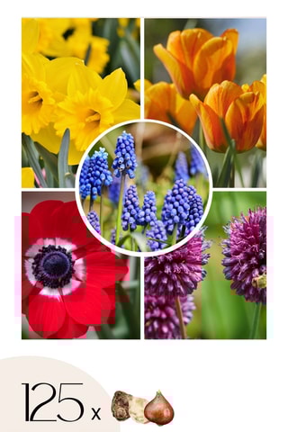 125 bolbos Garden Colourful Altura entregue 15 cm
