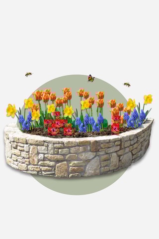 125 bolbos Garden Colourful Altura entregue 15 cm