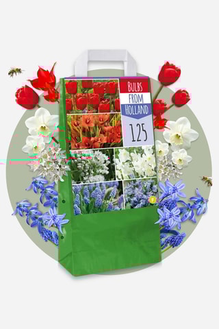 125 bolbos da Holanda Altura entregue 15 cm