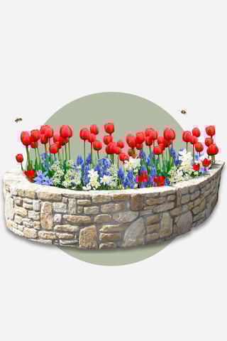 125 bolbos da Holanda Altura entregue 15 cm