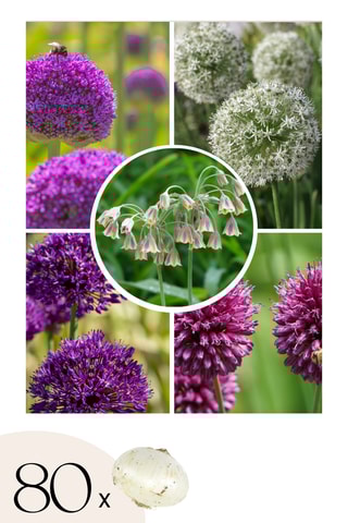 80 bulbos de Allium Altura entregue 15 cm